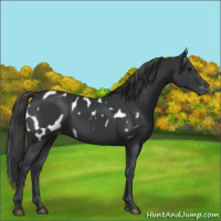 Horse Color:Black Appaloosa