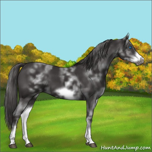 Horse Color:White Spotted Smoky Black Sabino Frame 