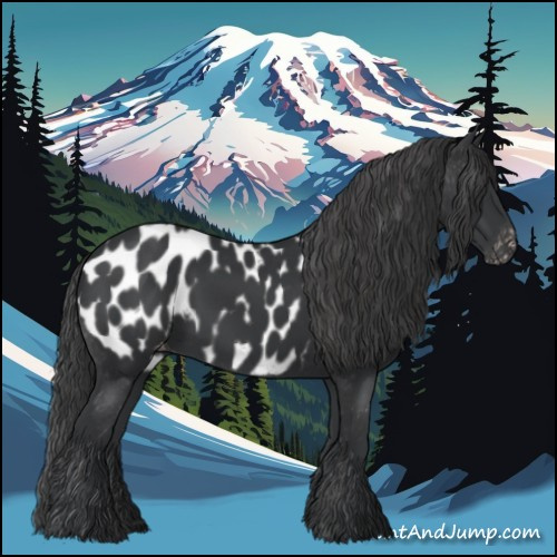 Horse Color:Black Appaloosa 