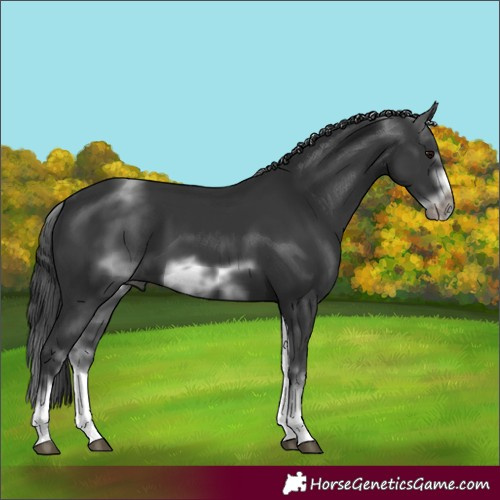 Horse Color:White Spotted Black Sabino Frame