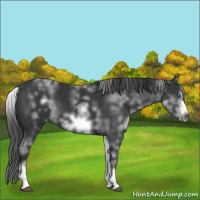 Horse Color:White Spotted Black Sabino Frame 