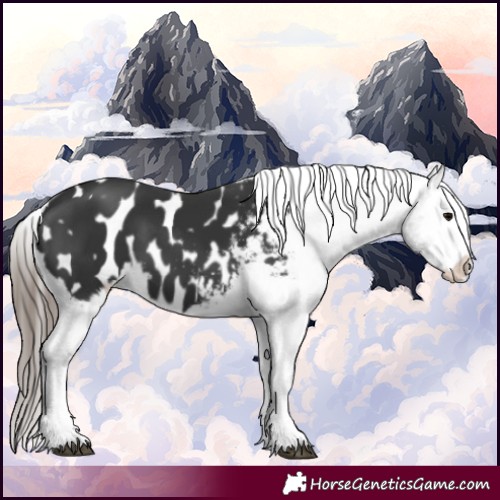 Horse Color:Black Blanket