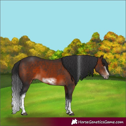 Horse Color:Brown Sabino Tobiano Frame