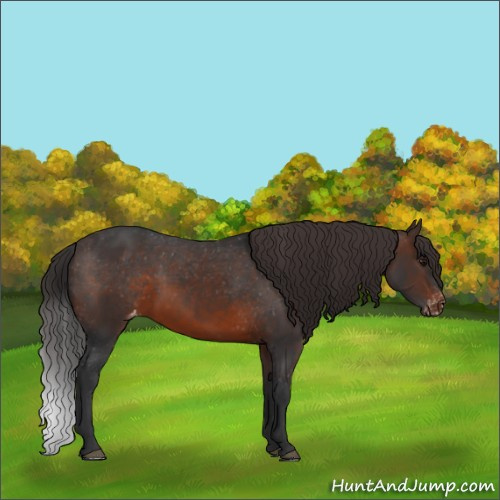 Horse Color:Brown Sabino Varnish