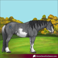 Horse Color:White Spotted Black Sabino Frame 