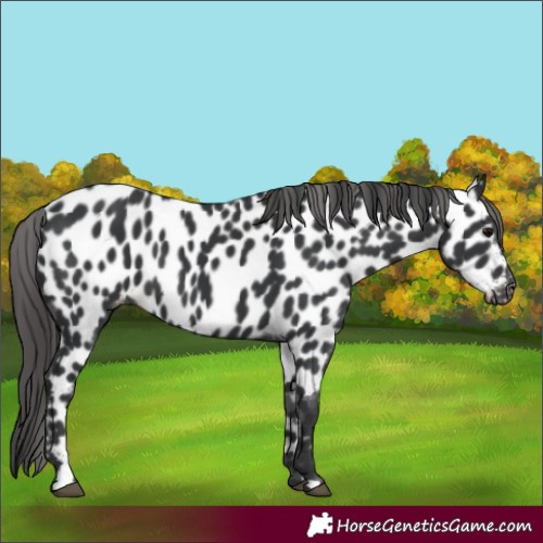 Horse Color:Black Appaloosa