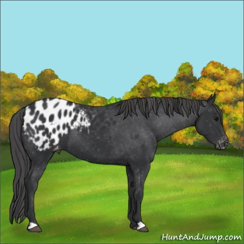Horse Color:Black Appaloosa