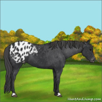 Horse Color:Black Appaloosa 