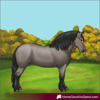 Horse Color:Grullo 