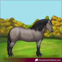 Horse Color:Grullo 