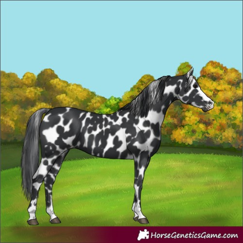 Horse Color:Black Appaloosa