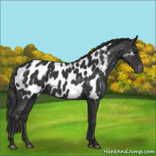 Horse Color:Black Near Leopard