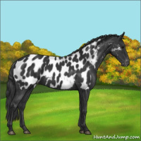 Horse Color:Black Near Leopard 