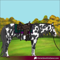 Horse Color:Black Near Leopard