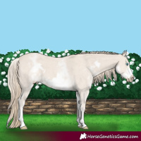 Horse Color:White Spotted Smoky Creme Sabino Frame