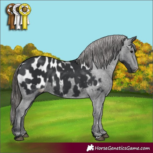 Horse Color:Black Appaloosa 