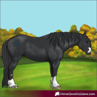 Horse Color:Black 