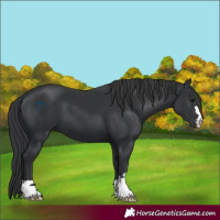 Horse Color:Black 