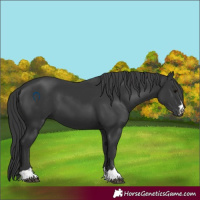 Horse Color:Black 