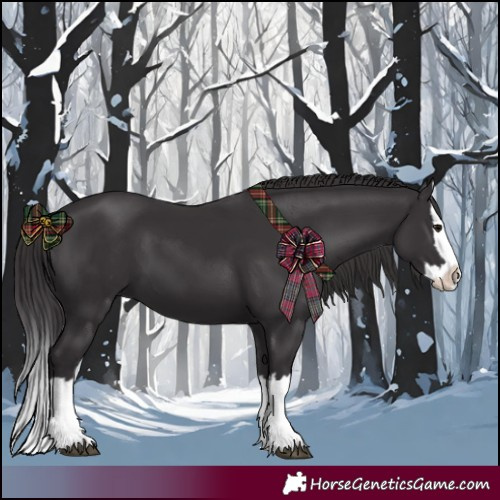 Horse Color:Smoky Black Splash