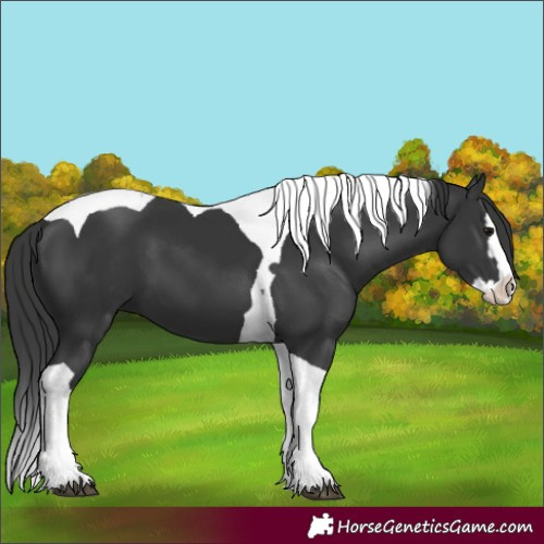 Horse Color:Black Splash Tobiano 