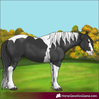Horse Color:Black Splash Tobiano