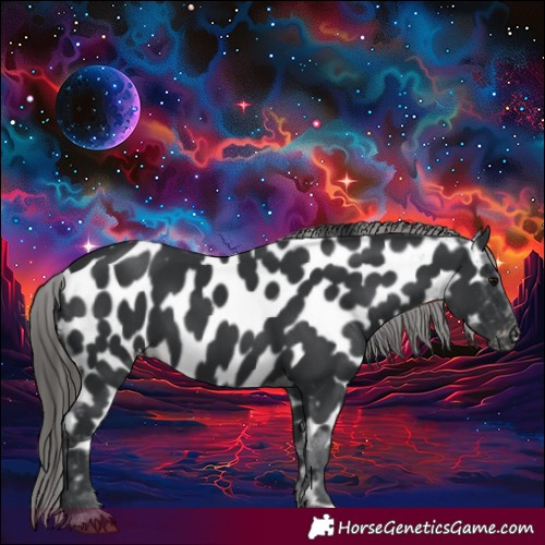 Horse Color:Black Near Leopard
