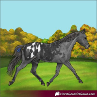 Horse Color:Black Appaloosa 