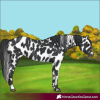 Horse Color:Black Appaloosa 