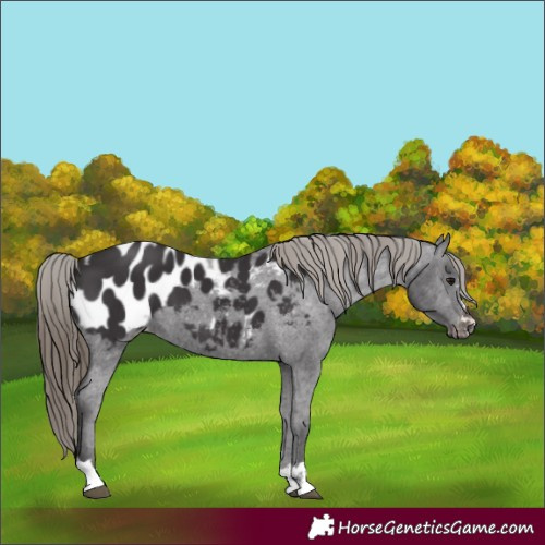 Horse Color:Smoky Black Appaloosa 