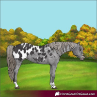 Horse Color:Smoky Black Appaloosa 