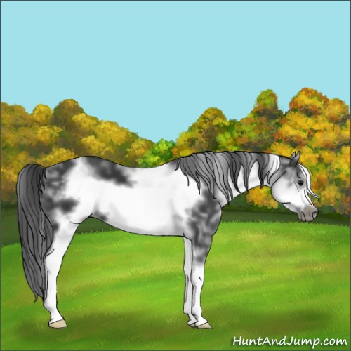 Horse Color:White Spotted Black Sabino Frame 