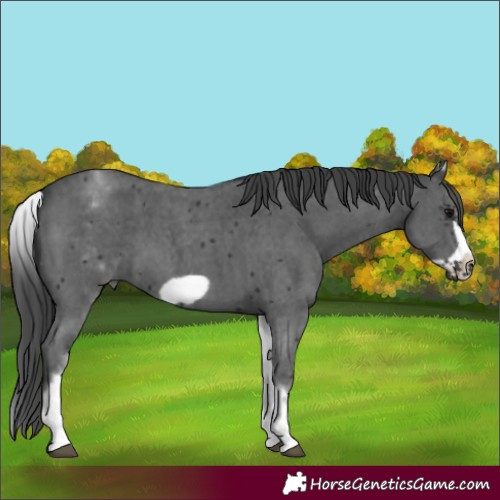 Horse Color:White Spotted Black Sabino Frame