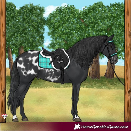 Horse Color:Black Appaloosa 