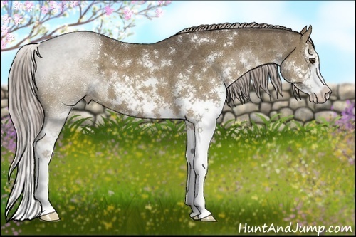 Horse Color:Chocolate Palomino Sabino Splash 
