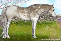 Horse Color:Chocolate Palomino Sabino Splash
