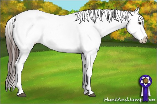 Horse Color:Brown Sabino Splash Varnish  and Brown Sabino Splash Varnish 