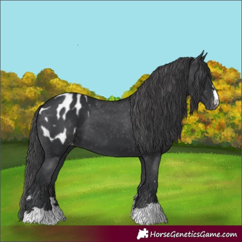 Horse Color:Black Appaloosa 