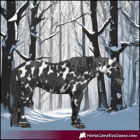Horse Color:Black Appaloosa 