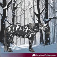 Horse Color:Black Appaloosa 