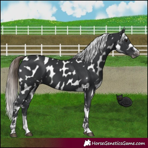 Horse Color:Black Appaloosa 