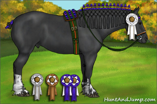 Horse Color:Black  and Black 