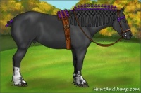 Horse Color:Black and Black