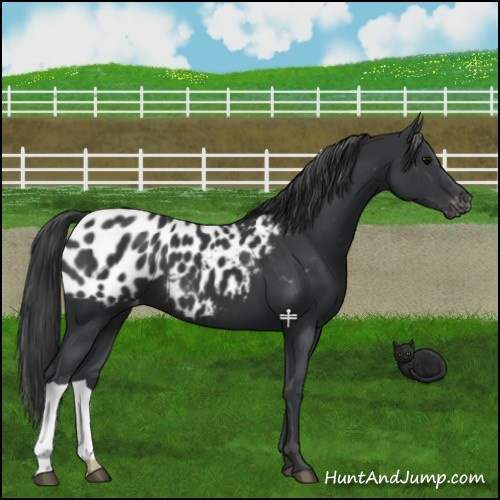 Horse Color:Black Appaloosa 
