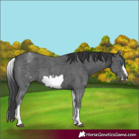 Horse Color:White Spotted Black Sabino Frame