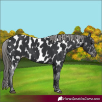 Horse Color:Black Appaloosa 