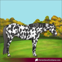 Horse Color:Black Near Leopard