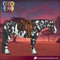 Horse Color:Black Appaloosa
