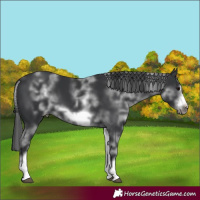 Horse Color:White Spotted Black Sabino Frame 