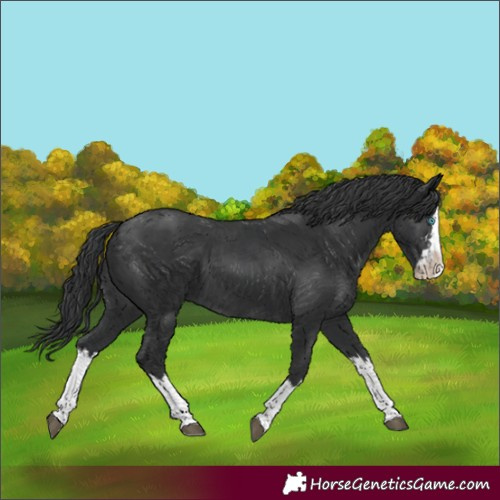 Horse Color:Black Splash  and Black Splash 